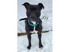 Joy, American Pit Bull Terrier For Adoption In Boston, Kentucky