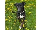 Tank, Labrador Retriever For Adoption In Juneau, Wisconsin