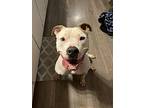 Vincent, American Pit Bull Terrier For Adoption In Indianapolis, Indiana