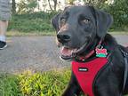 Wyatt, Labrador Retriever For Adoption In Hull, Massachusetts