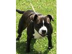 Jack, American Staffordshire Terrier For Adoption In Darlington, Maryland