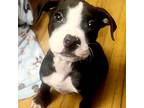 Comet, American Staffordshire Terrier For Adoption In Toledo, Ohio