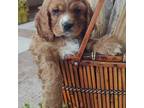 Cocker Spaniel Puppy for sale in Rock Valley, IA, USA