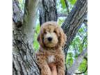 Goldendoodle Puppy for sale in Dickson, TN, USA