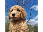 Goldendoodle Puppy for sale in Dickson, TN, USA