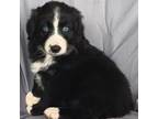 Miniature Australian Shepherd Puppy for sale in Yucca Valley, CA, USA