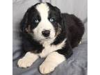Miniature Australian Shepherd Puppy for sale in Yucca Valley, CA, USA
