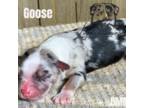 Goose