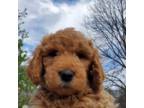 Goldendoodle Puppy for sale in Dickson, TN, USA