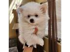 Pomeranian Puppy for sale in Henderson, CO, USA