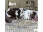 Akela