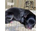 Viper