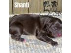 Shanti