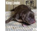 King Louie