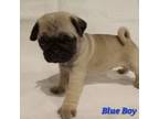 Blue boy AKC registerable