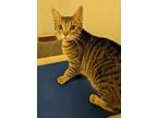 Adopt Oscar a Domestic Short Hair