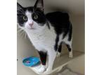 Adopt Bianca a Domestic Short Hair