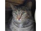 Adopt Easter a Domestic Short Hair