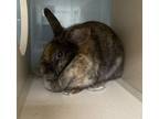 Adopt Sherry a Lionhead