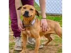 Adopt Amor a Mixed Breed