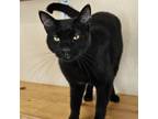 Adopt Josie a Domestic Short Hair