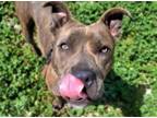 Adopt DRAGONFLY* a Pit Bull Terrier