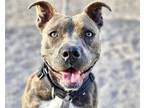 Adopt DRAGONFLY* a Pit Bull Terrier