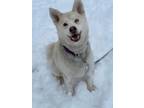 Adopt JuneBug a Husky