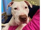 Adopt DARLA a Pit Bull Terrier