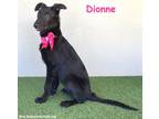 Adopt Dionne a Patterdale Terrier / Fell Terrier