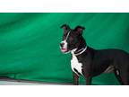 Adopt NICKI a Pit Bull Terrier, Border Collie