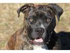 Adopt Jessie a Boxer, Pit Bull Terrier