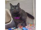 Adopt Stella a Domestic Long Hair