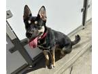 Adopt Chloe a Australian Cattle Dog / Blue Heeler