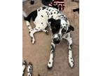 Adopt Appy- Adopted a Dalmatian