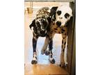 Adopt Yatzi & Poppy-Adoption Pending a Dalmatian