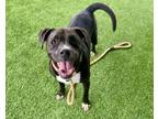 Adopt REXINGTON a Staffordshire Bull Terrier