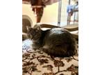 Adopt Callie a Tabby, Domestic Short Hair