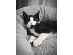 Adopt Echo a Black & White or Tuxedo Domestic Shorthair / Mixed (short coat) cat