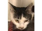 Adopt Roxie a Domestic Short Hair