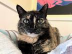 Adopt Rosie a Domestic Shorthair / Mixed (short coat) cat in Meriden