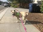 Adopt Poppy a Tan/Yellow/Fawn Retriever (Unknown Type) dog in PACIFICA