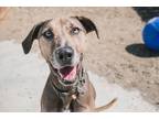 Adopt Neon a Catahoula Leopard Dog / Greyhound / Mixed dog in San Diego