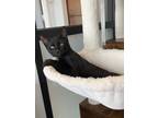 Adopt Pitfall a Domestic Shorthair / Mixed (short coat) cat in Cincinnati