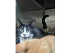 Adopt Dottie a White Domestic Shorthair / Domestic Shorthair / Mixed cat in