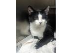 Adopt Dot a White Domestic Shorthair / Domestic Shorthair / Mixed cat in