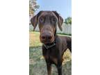 Adopt Thor a Red/Golden/Orange/Chestnut Doberman Pinscher / Mixed dog in