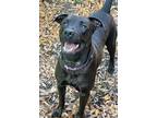 Adopt Brownie a American Staffordshire Terrier, Black Labrador Retriever