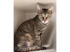 Adopt Ireland a Domestic Short Hair