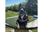 Adopt Dottie a Black Doberman Pinscher / Mixed dog in Arlington, VA (38320660)